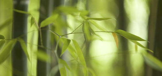 Bamboo leaves - Doctor Mosaraf Ali